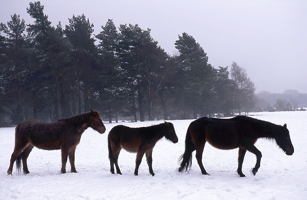 Winter Ponies in the Snow, Pipers Wait